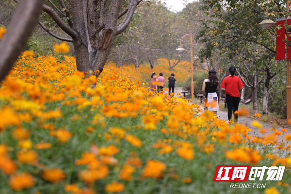 湖南省植物園:秋色上線