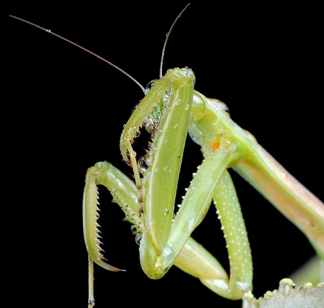 螳螂是怎样捕食的