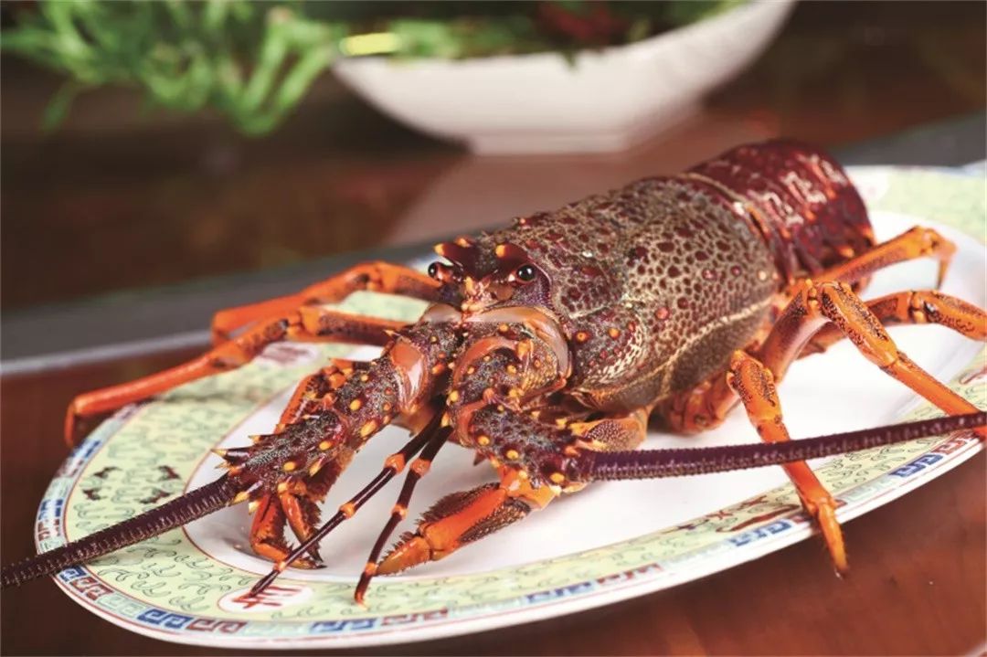 加菜时间请领取你的澳洲大龙虾