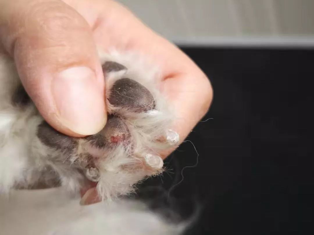严冬遛狗小爪子成了搓脚石,怎么恢复小肉垫?在线等挺急的