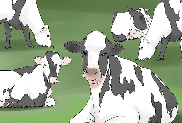养殖创业:养牛户注意了!奶牛酮血症的防治方法!