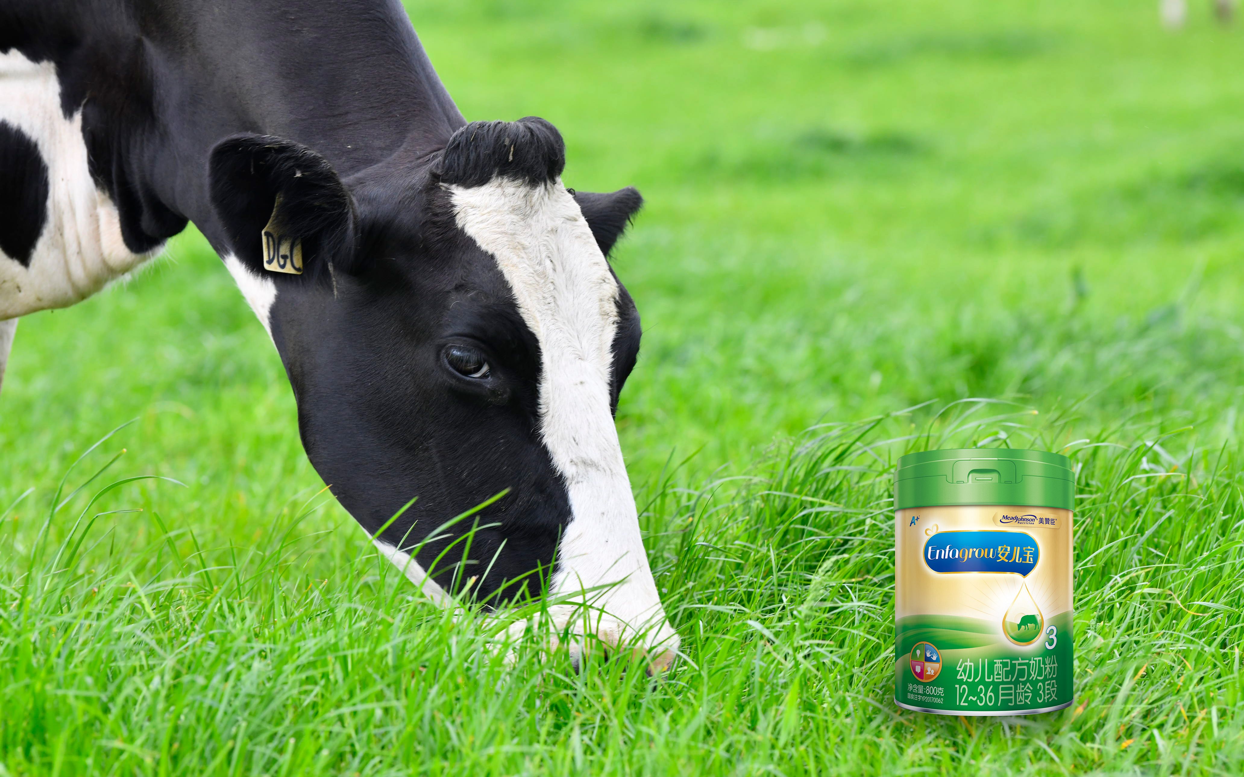 为将草饲牛奶的优势带给中国宝宝,2019年,美赞臣正式在华推出"五星草
