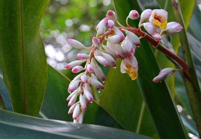 豆蔻花,比豆蔻年华还美的"豆蔻"本宗!__凤凰网