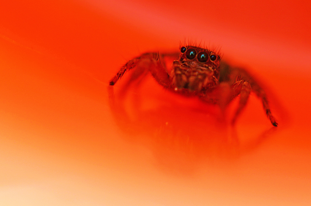 喜蛛出花丛020202华诞报喜来