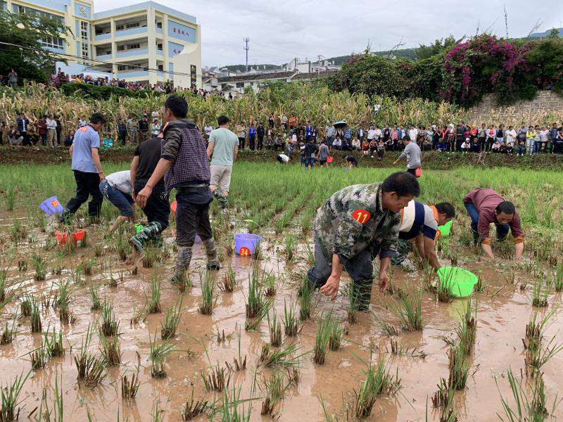 昆明东川区乌龙镇举办第二届丰收节