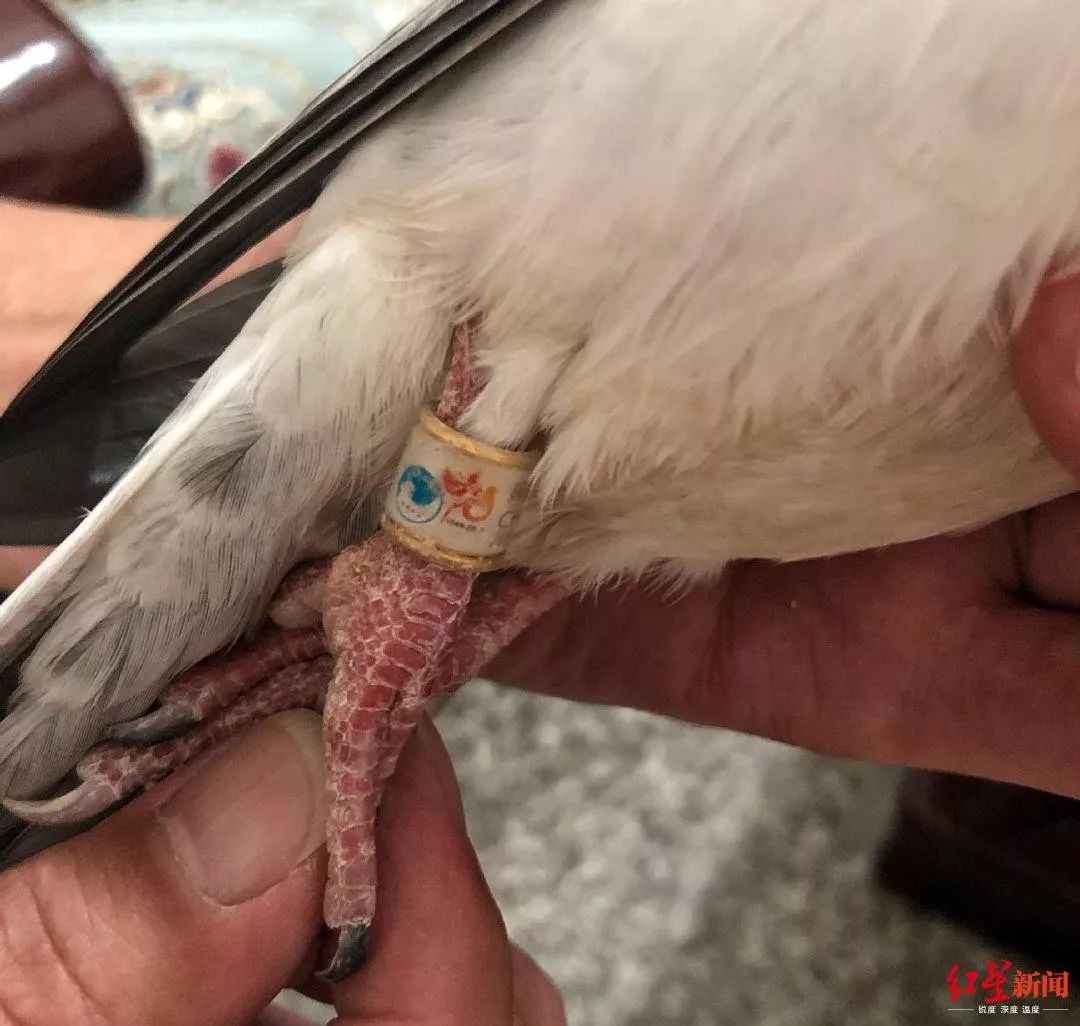 转发寻找主人疑似国庆阅兵放飞的和平鸽飞到郑州