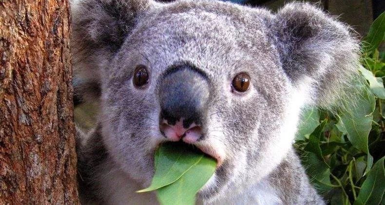 20亿美元考拉住进阿里动物园薅羊毛党哭了