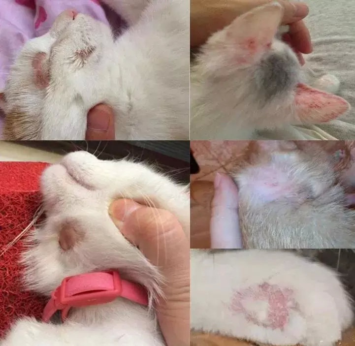 猫咪的皮肤病要及时送医治疗