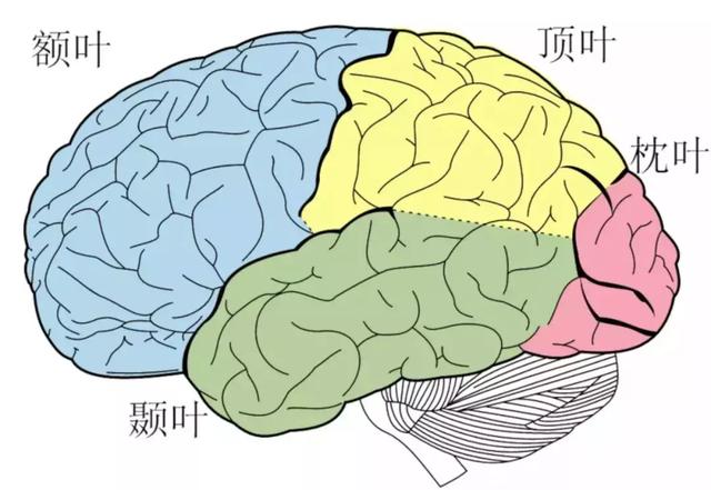 大脑皮层主要分为额叶,顶叶,颞叶和枕叶这四个脑区,每个脑区都有大量