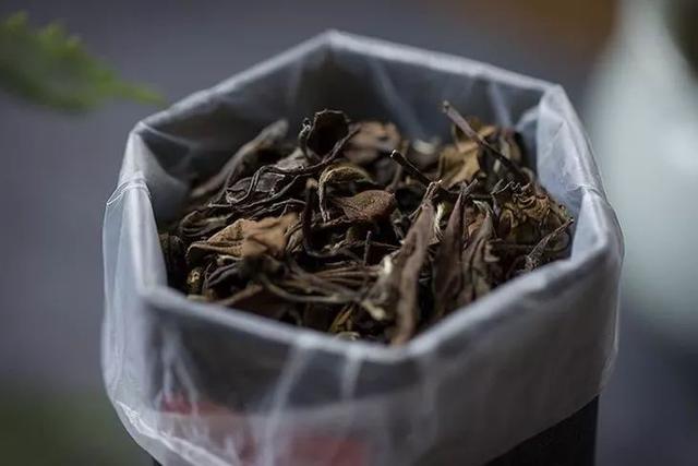 不想好茶变废福鼎白茶就应该这样存放