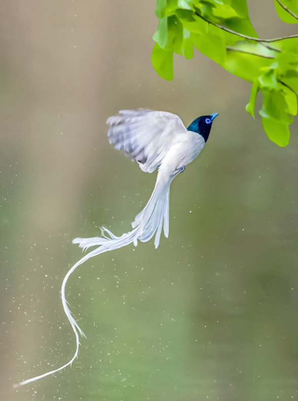 冬日观鸟⑥象征官运和长寿的寿带鸟喜爱洗澡