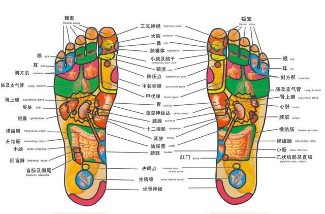 人体各个部位和脏器在双足都有相应的反射区,将两足合并,足底即呈现出