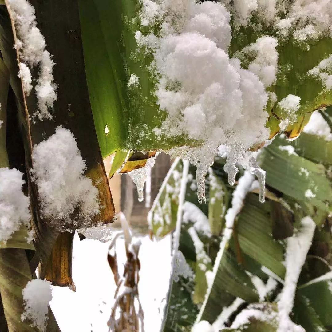 十二月雪里芭蕉还王维一个公道