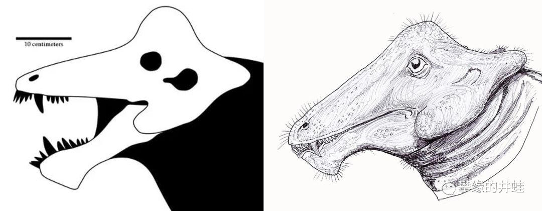 戟头兽styracocephalus platyrhynchus头骨结构和复原图.