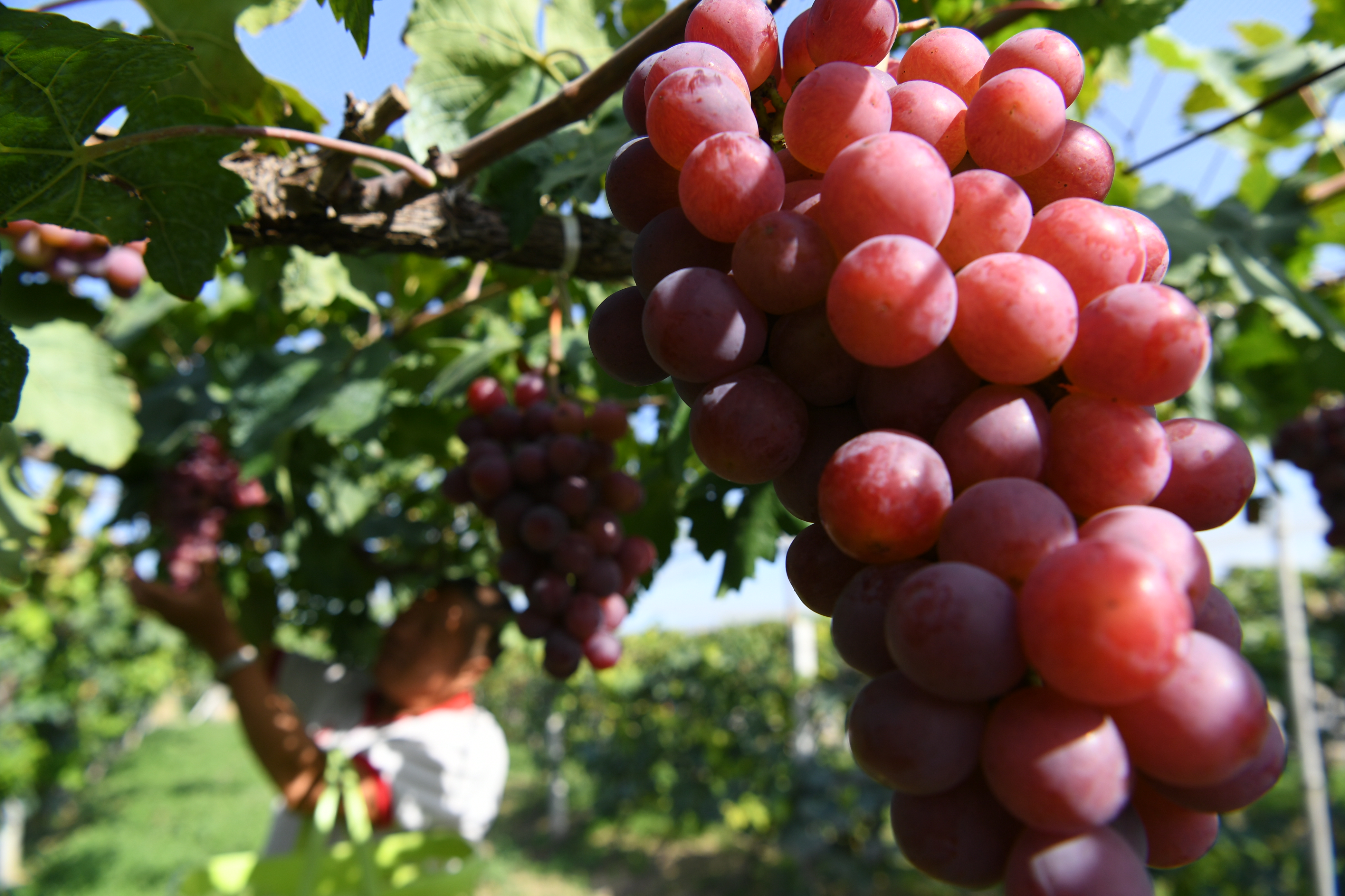 张山营500亩"诚信葡萄"喜获丰收