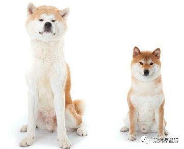 柴犬标准体重在20斤左右,肩高为33-41cm,属于中型犬;最简单的比较方法