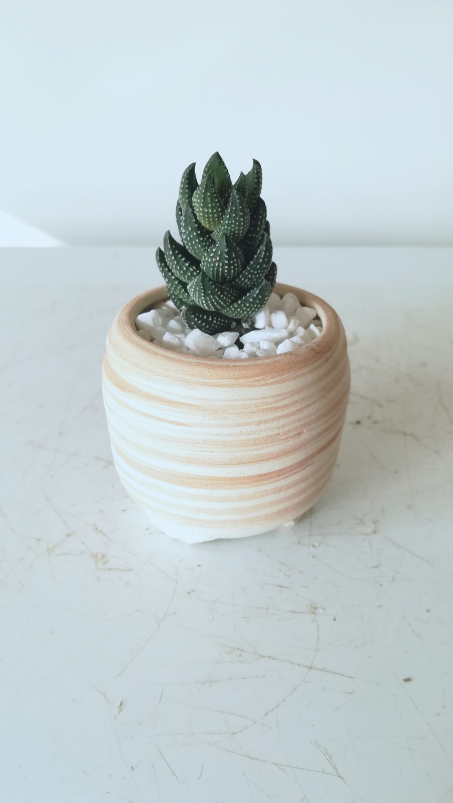 奇趣多肉九轮塔:节节高升,萌萌胖多肉