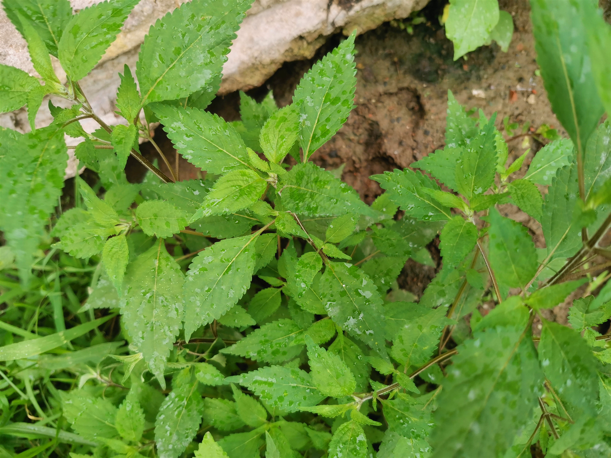 在东北有一种山野菜,叫把蒿把蒿这东西在东北农村,房前屋后就有,种