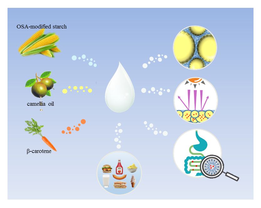 food&function:基於改性澱粉製備的高內相乳液:提高β-胡蘿蔔素的穩定