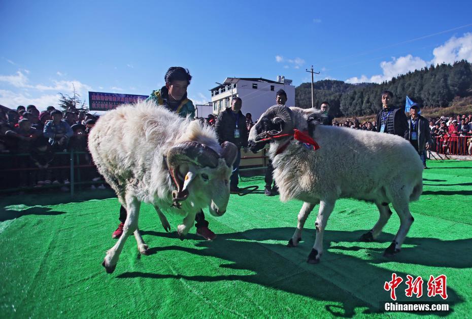 四川会东举行斗羊大赛羊斗士赛场角逐比美