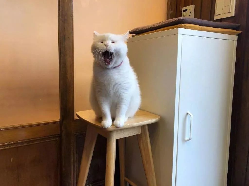 一只很困的猫咪,随便抓拍都在打哈欠