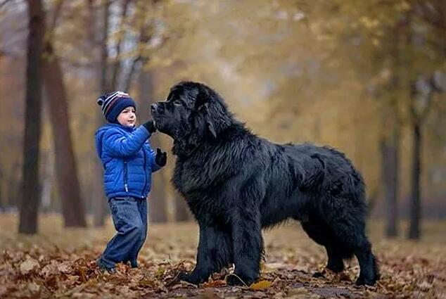 养好纽芬兰犬你不可不知道的小秘密