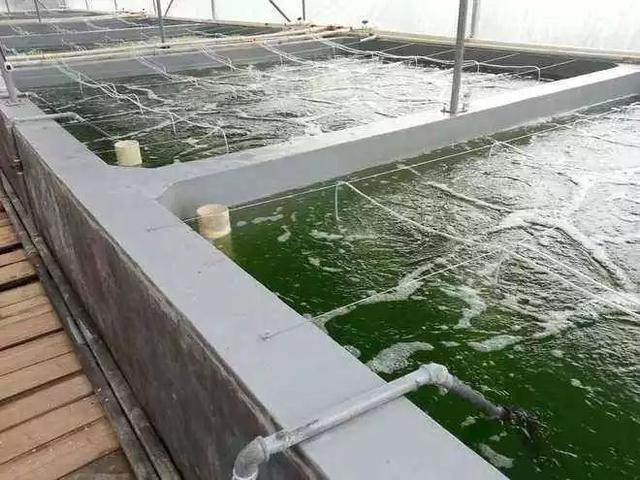 工厂式养虾虾池建筑费用 工厂化养虾设备多少钱一套?