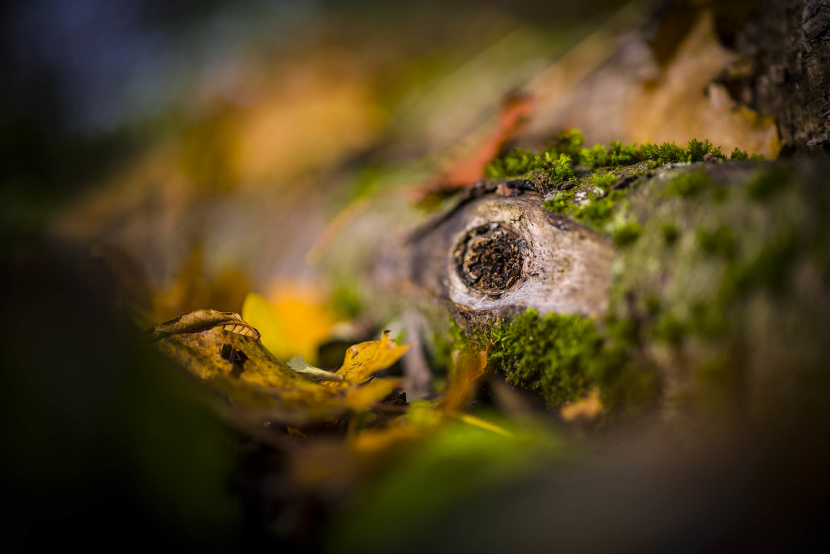 l卡口系统新成员徕卡sl2官方样片图赏