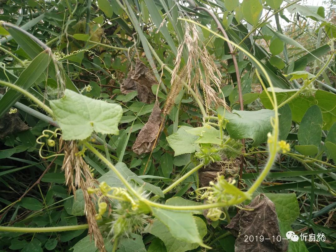 忻州发现外来危害巨大的外来入侵植物刺果瓜