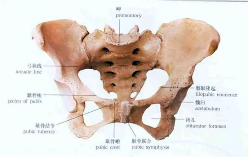 臀骨在哪个位置图片图片