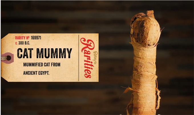 不可思议一只猫木乃伊居然5只腿3条尾巴谜底至今未解