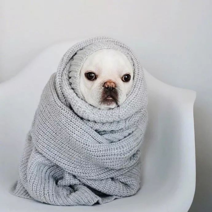 当一只南方的狗狗来到东北之后真的冻成了狗