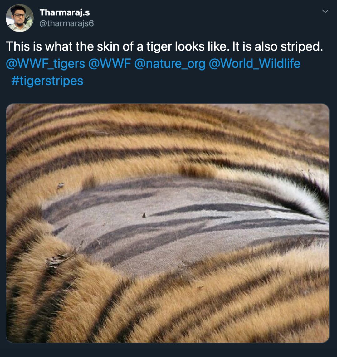 好奇丨老虎剃了毛之后花纹还在?其他动物也是吗?