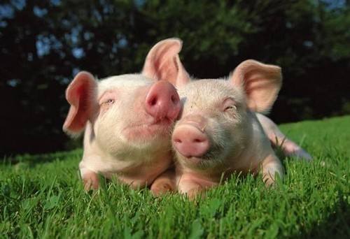 农村自家喂养的猪出现了黄膘肉黄膘的猪肉能不能吃呢