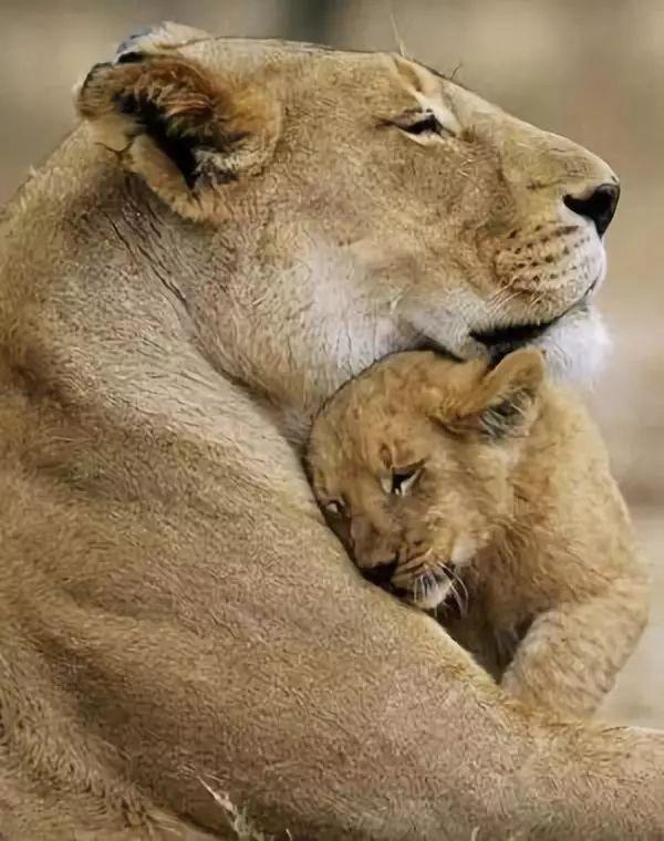 妈妈的怀抱就是天下最温暖的家