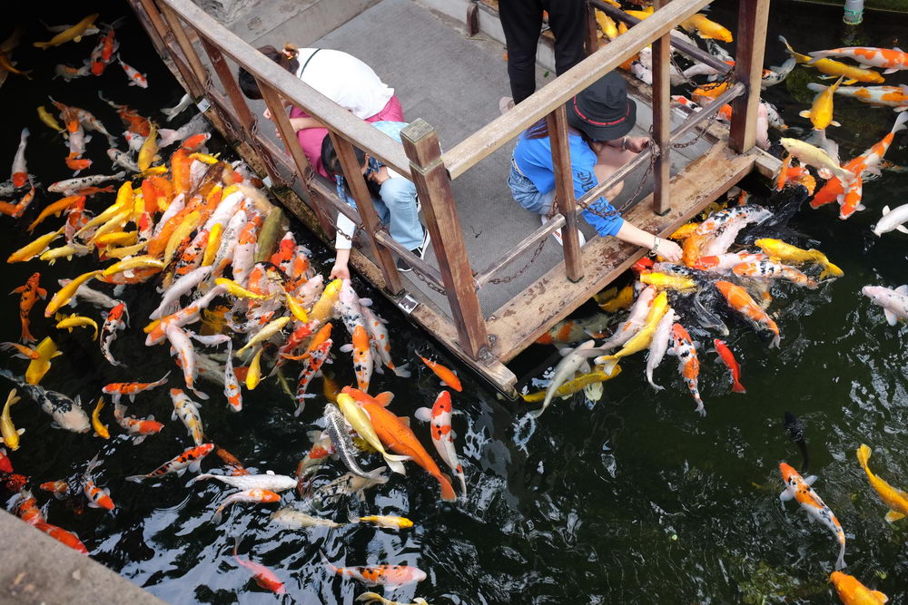 姑苏城外寒山寺摸一把锦鲤鱼祈求身体健康好运连连