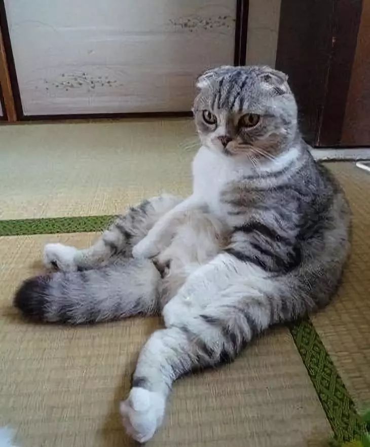 猫:你是陪我一起打坐的吗?从打坐开始养身的生活