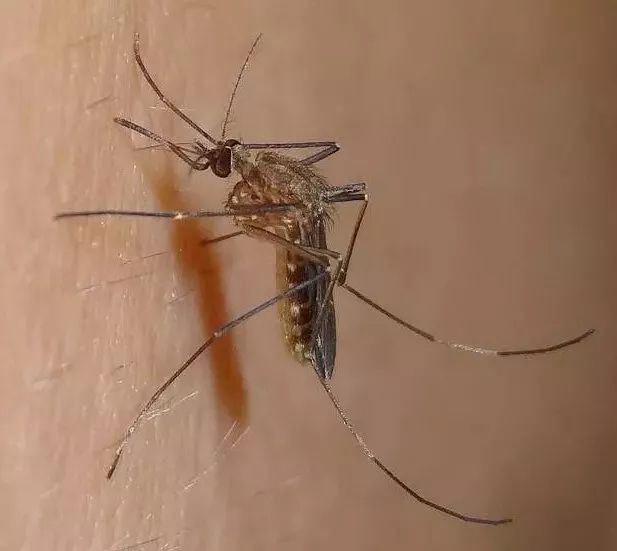 8月防病提示:湿热天气蚊子多,登革热进入高发季!