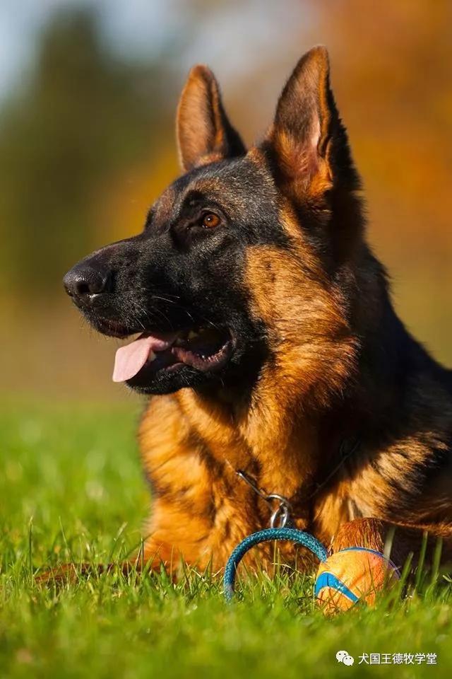 德牧图集德牧艺术之美这小脸真俊呐