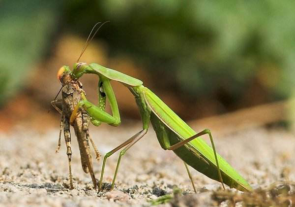 螳螂是如何捕捉猎物的二