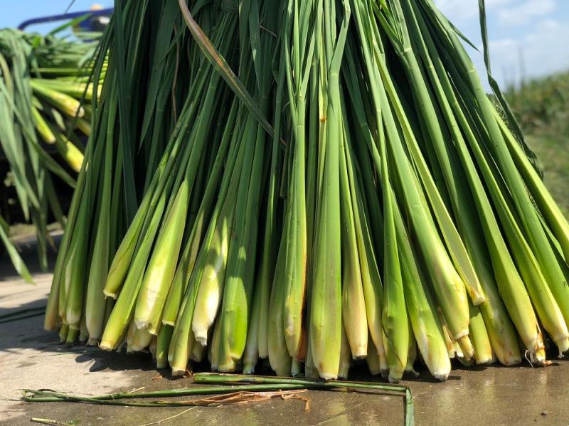 上海练塘茭白节开幕生产全程可追溯的茭白让你吃得更放心