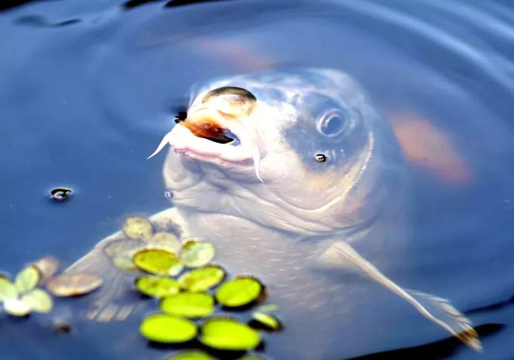 大回姓回,人高马大,手大脚大嘴大耳朵大,人叫他大回.