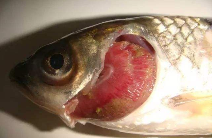 草鱼烂鳃常见的两种形式能够同时防控细菌和寄生虫引起的烂鳃