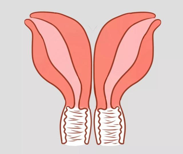 子宫畸形的三种情况：纵膈子宫、双角子宫和双子宫__凤凰网