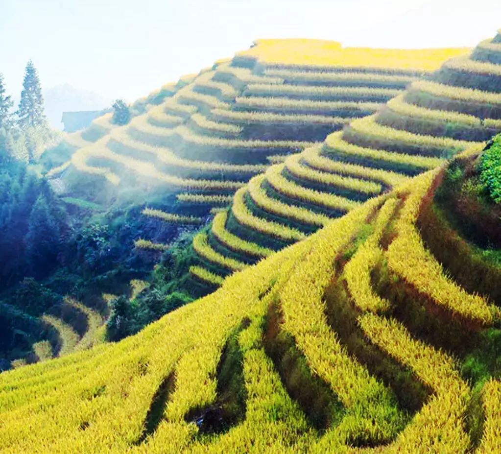 这个秋季一定要去龙脊梯田最美的秋色