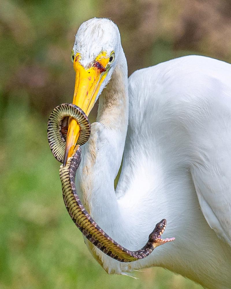 蛇一直奋力挣扎,并把自己的身体缠绕在白鹭嘴上以防被吃掉,而白鹭则用