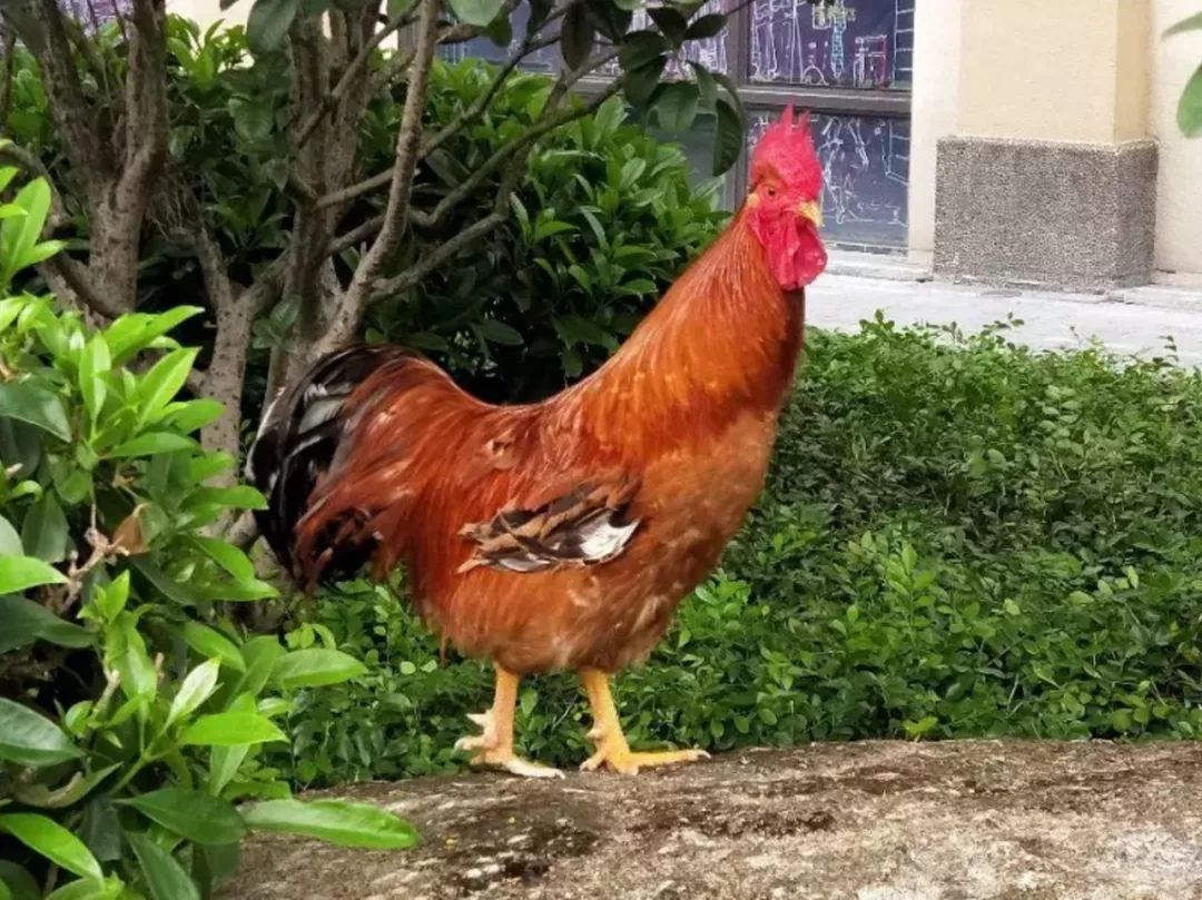 美味之旅·江英鸡鸣 2019广东阳山第二届江英鸡美食节暨广东厨王"江英