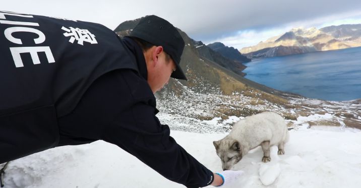 长白山天池边现"雪山飞狐",觅食不怕人__凤凰网