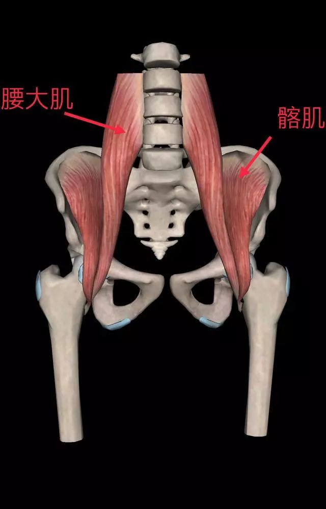 髂腰肌滑囊解剖图片