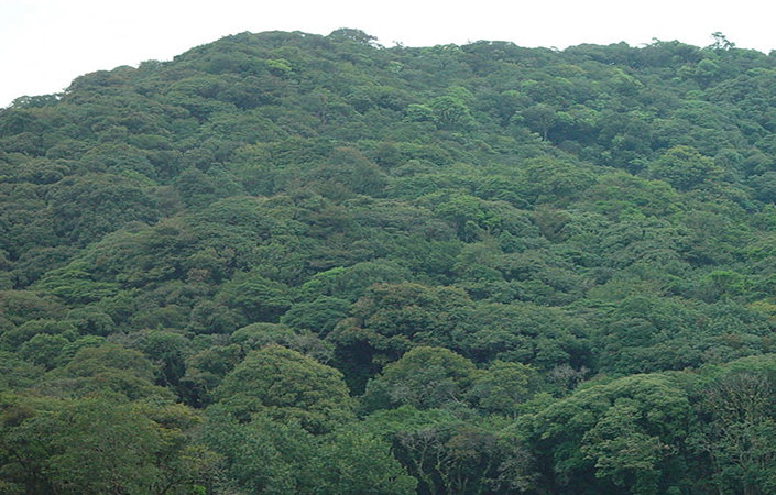 安徽省森林植被水平分布的特点__凤凰网